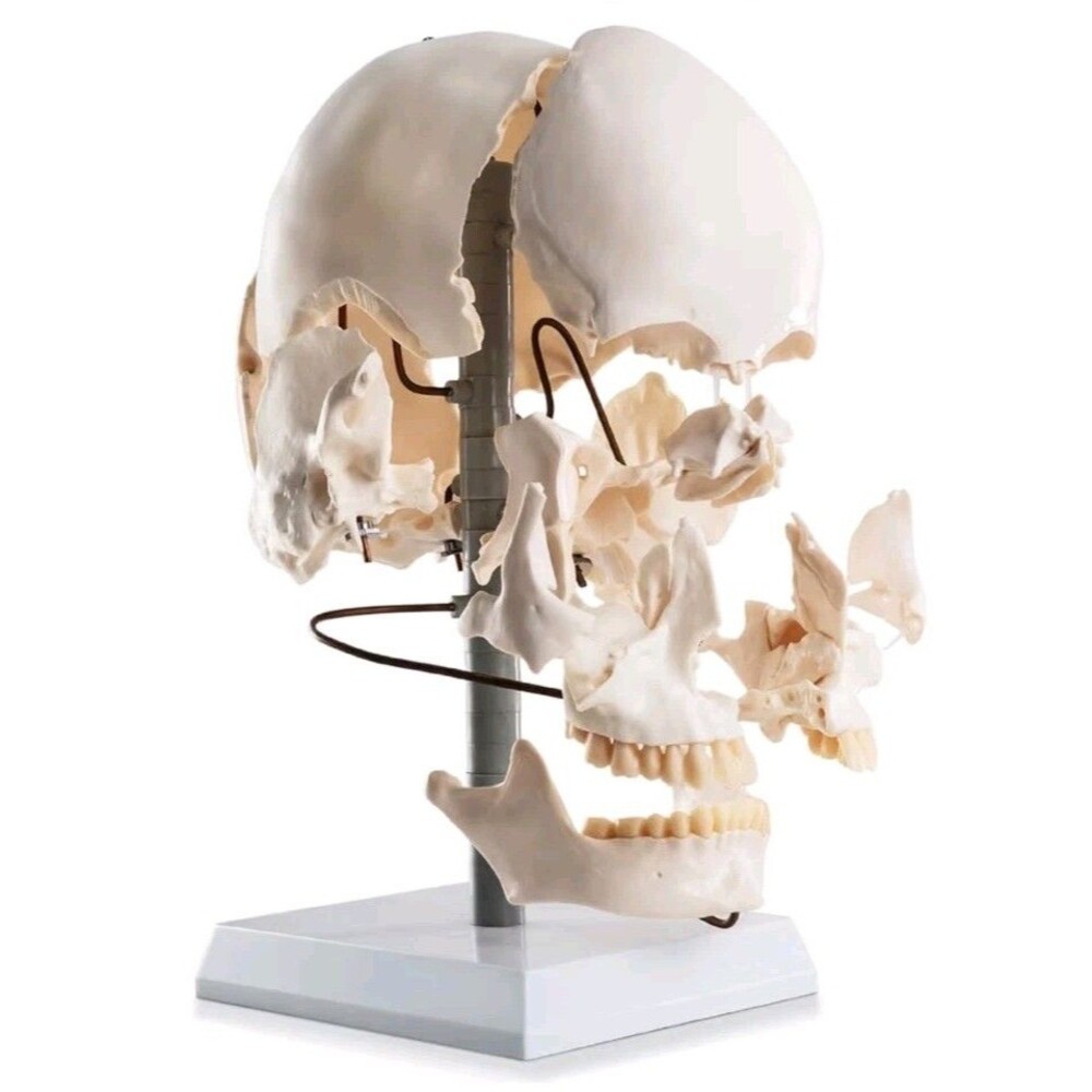 22-Piece Exploded Human Skull Model, Full Size, Bone Color Disassembled Cranial - Picture 1 of 12